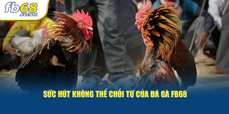 Đá Gà FB68 2 Sức hút không thể chối từ của đá gà FB68